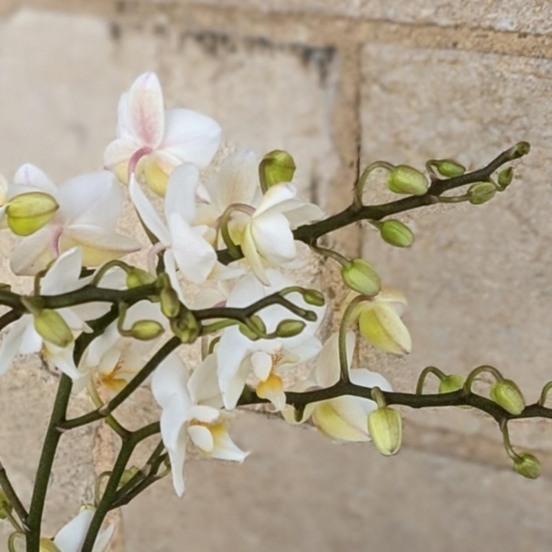 Orchid Planter