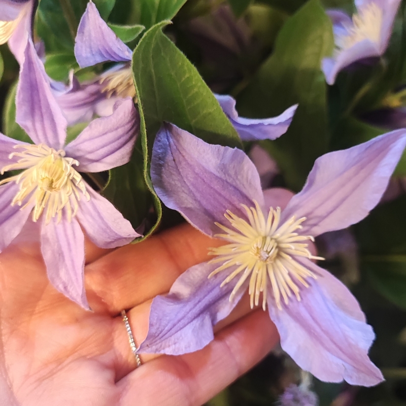 Clematis Jug