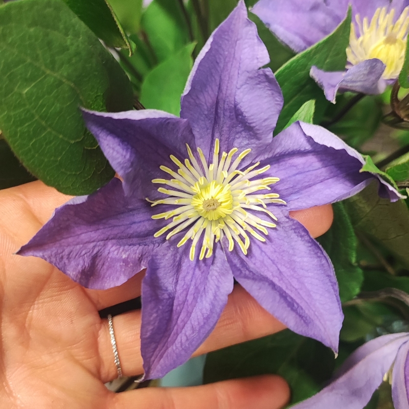 Clematis Jug