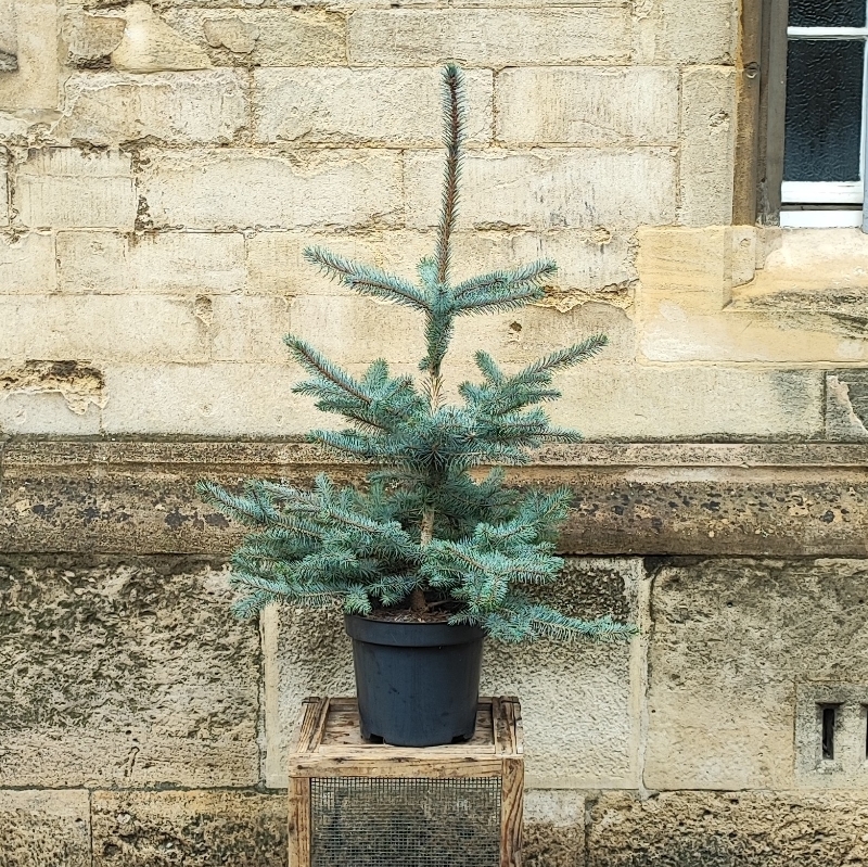 Picea Pungens 'Edith'