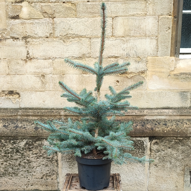 Picea Pungens 'Edith'