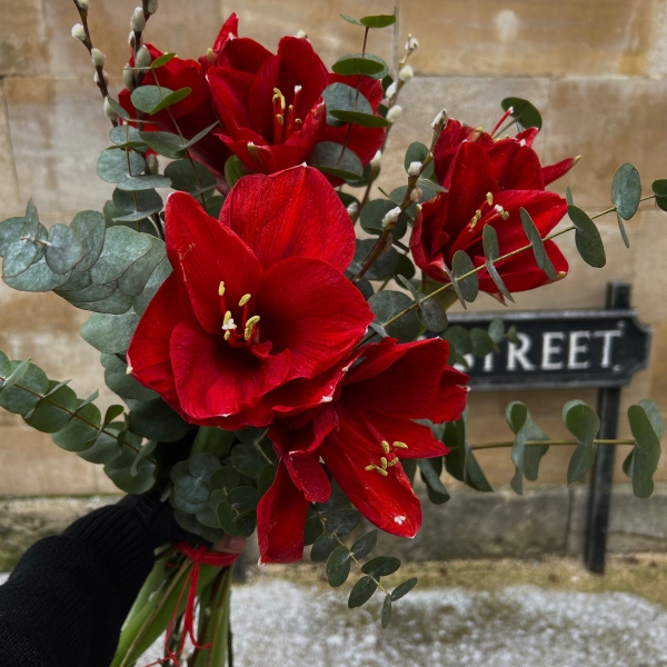 Amaryllis Wrap