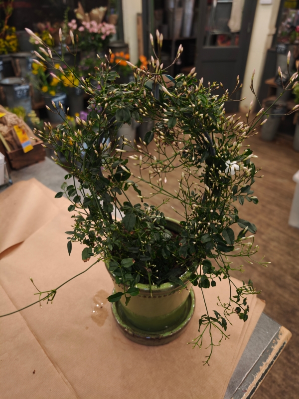 Plant Link for Staci