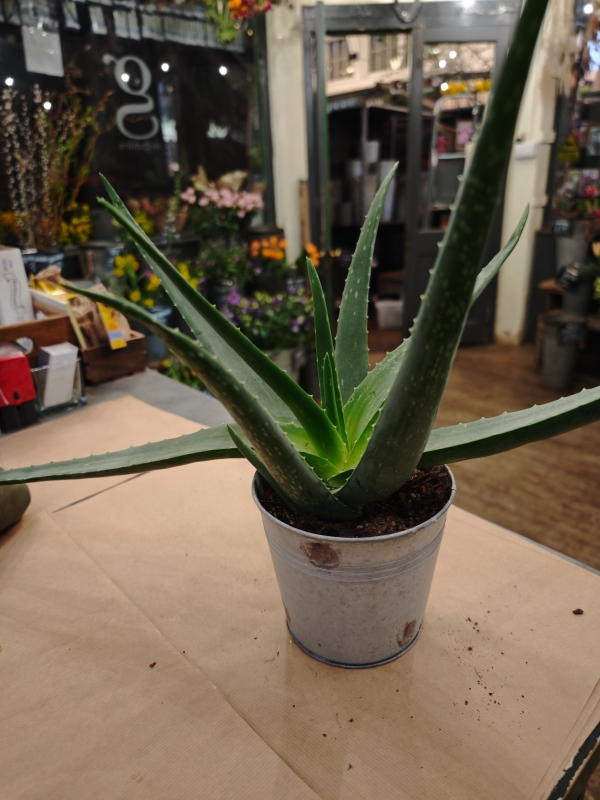 Plant Link for Staci