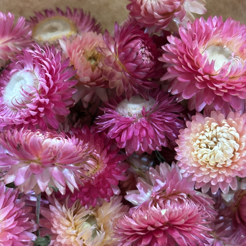 Dried Helichrysum Pink