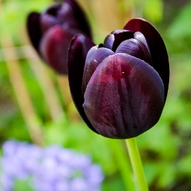 Cottage Tulips