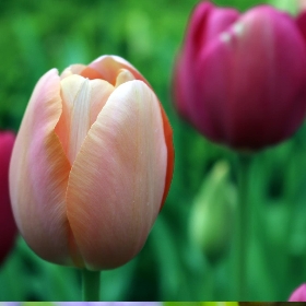 Triumph Tulips