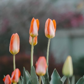 Greigii Tulips