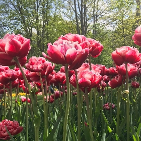 Double Tulips