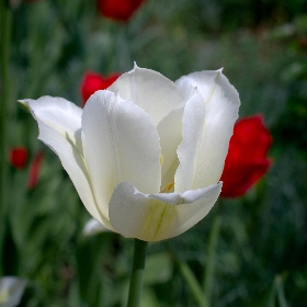 Viridiflora Tulips