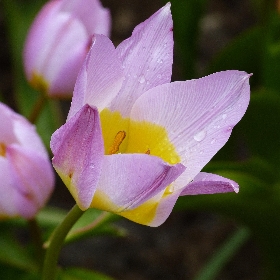 Botanical Species Tulips