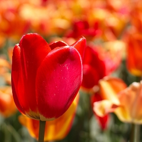 Single Late Tulips