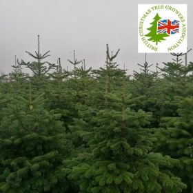 Christmas Trees
