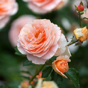 Hybrid Tea and Floribunda