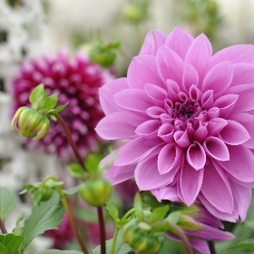 Dahlia Tubers