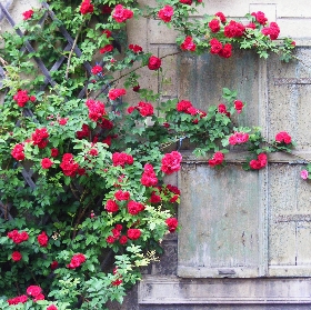 Climbing Roses