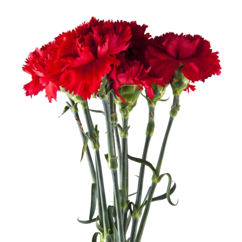 Oxford University Exam Carnations