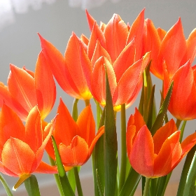 Lily Flowering Tulips