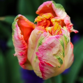 Parrot Tulips