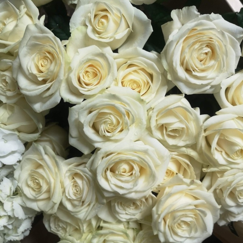 White Roses buy online or call 01865 240709