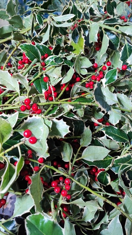 4KG Box of Norfolk Holly   Variegated