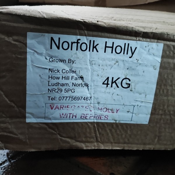 4KG Box of Norfolk Holly   Variegated