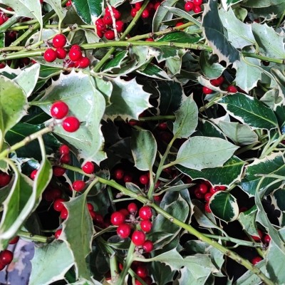 4KG Box of Norfolk Holly   Variegated
