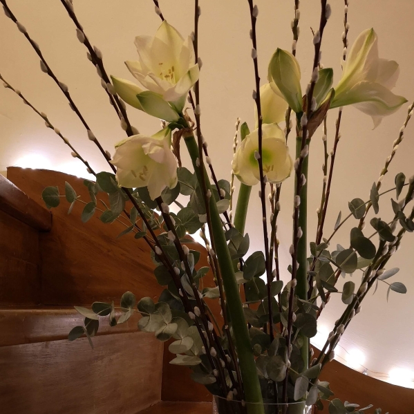 Amaryllis Wrap available from 24th November