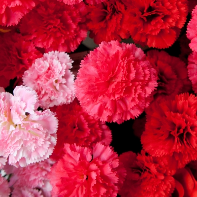 Carnations for Shabnam