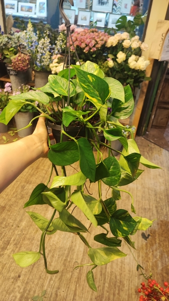 Epipremnum hanger for Ruth