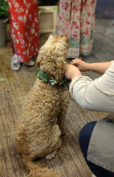 Floral collar for K G