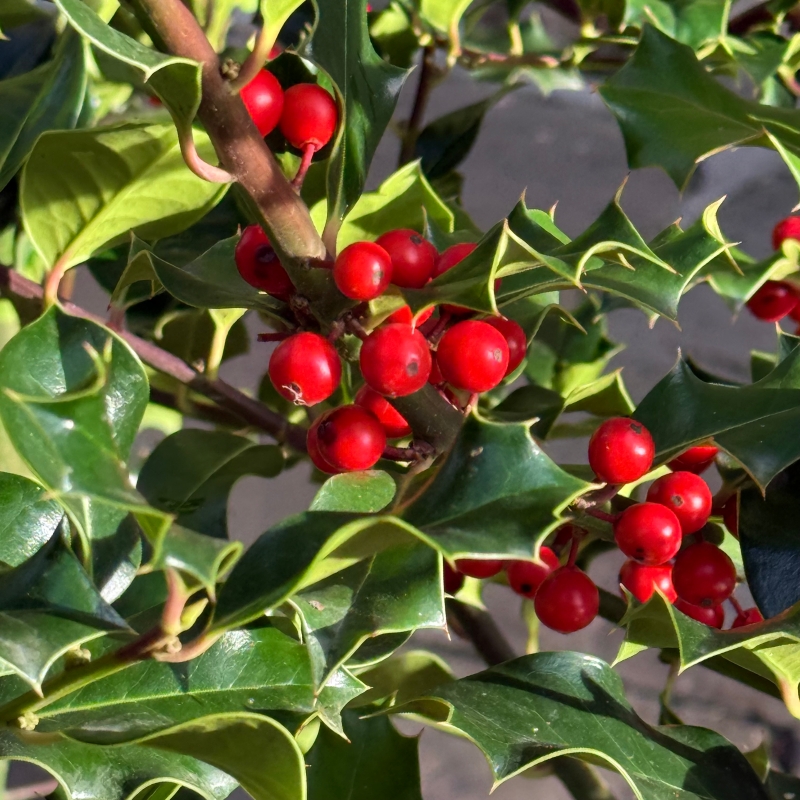 Holly Tree Ilex Aquifolium