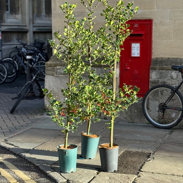 Holly Tree Ilex Aquifolium