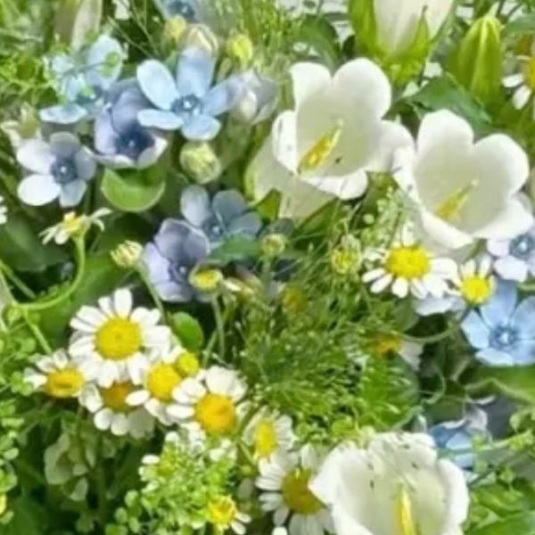 Payment link for campanula bouquet