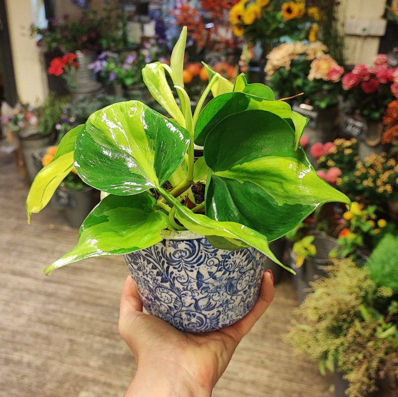 Plant and pot for Yasmeen