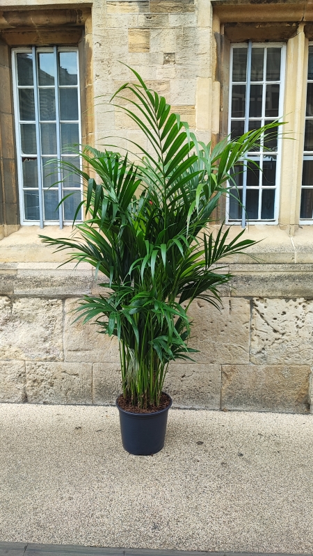 SALE Kentia Palm