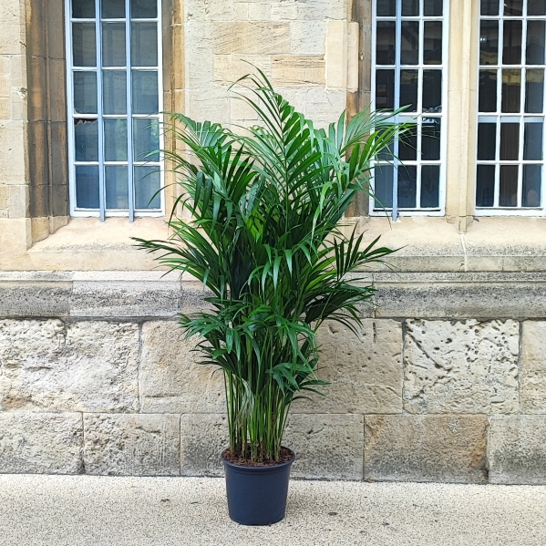 SALE Kentia Palm