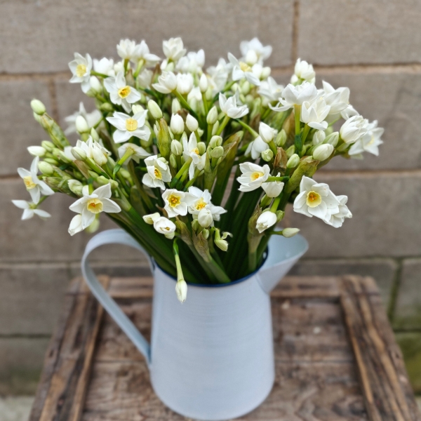 Scented Scilly Isle Narcissi Jug