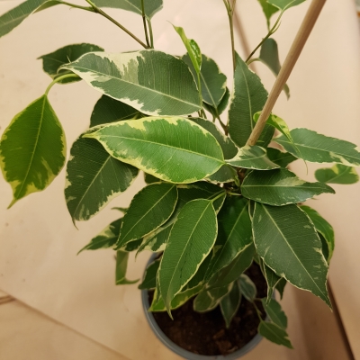 Small Ficus Benjamina