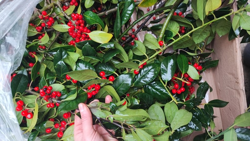 4KG Box of Norfolk Holly   Green
