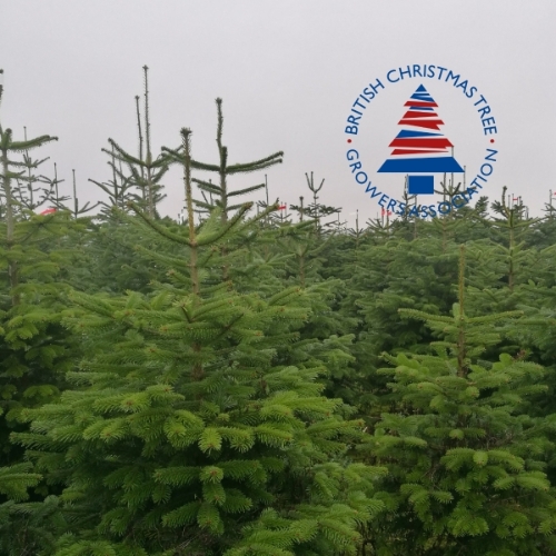 4ft Premium Nordmann Fir Tree