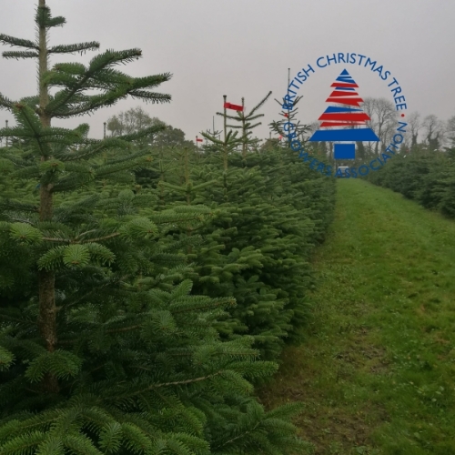 5ft Premium Nordmann Fir Tree