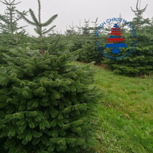 6ft Premium Nordmann Fir Tree