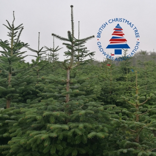 7ft Premium Nordmann Fir Tree