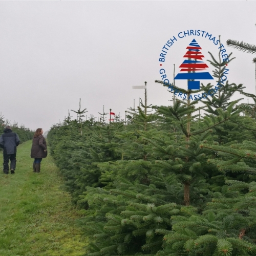 9ft Premium Nordmann Fir Tree