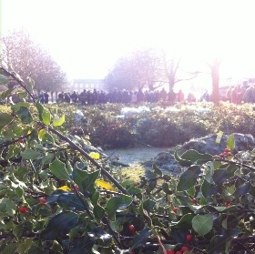 Fresh English Holly Bunch