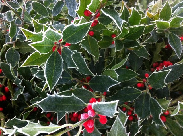 Fresh English Holly Bunch