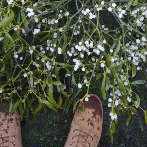 Fresh English Mistletoe Bunch Available from 25th November