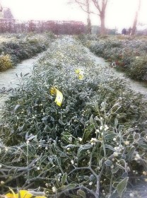 Fresh English Mistletoe Bunch