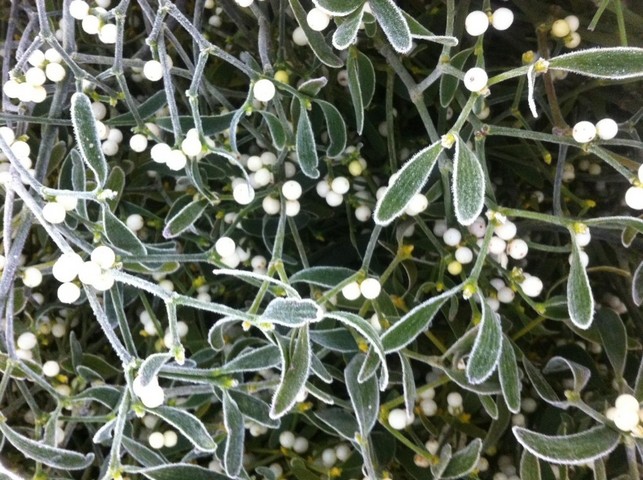 Fresh English Mistletoe Bunch